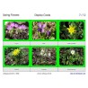Spring Flowers (Dieser Artikel ist auch in deutsch erhältlich)
