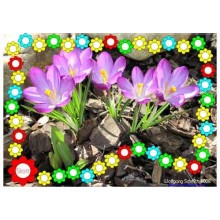 Spring Flowers (Dieser Artikel ist auch in deutsch erhältlich)