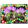 Spring Flowers (Dieser Artikel ist auch in deutsch erhältlich)