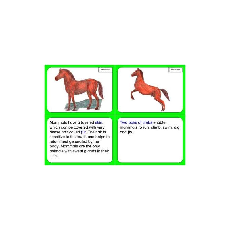Vertebrates