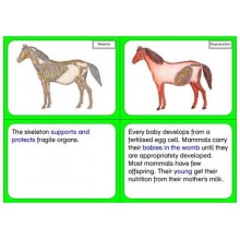 Vertebrates