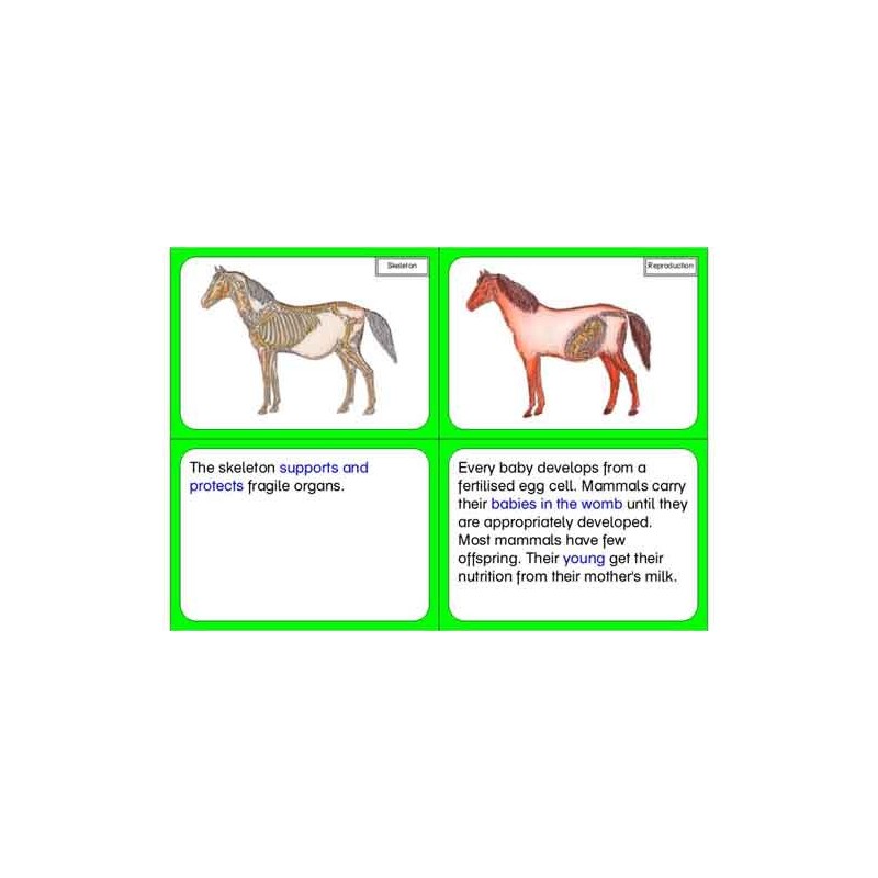 Vertebrates