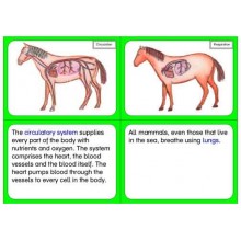 Vertebrates