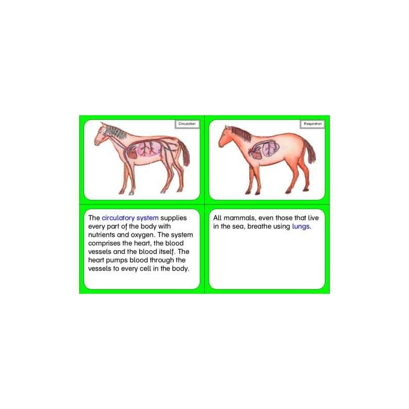 Vertebrates