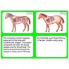 Vertebrates