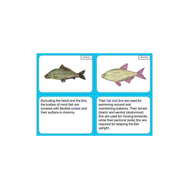 Vertebrates