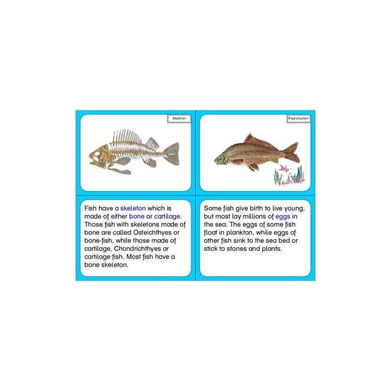Vertebrates