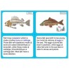 Vertebrates