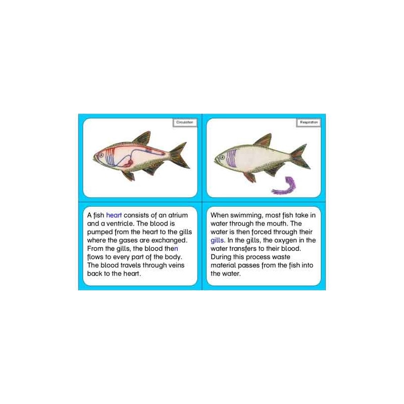 Vertebrates