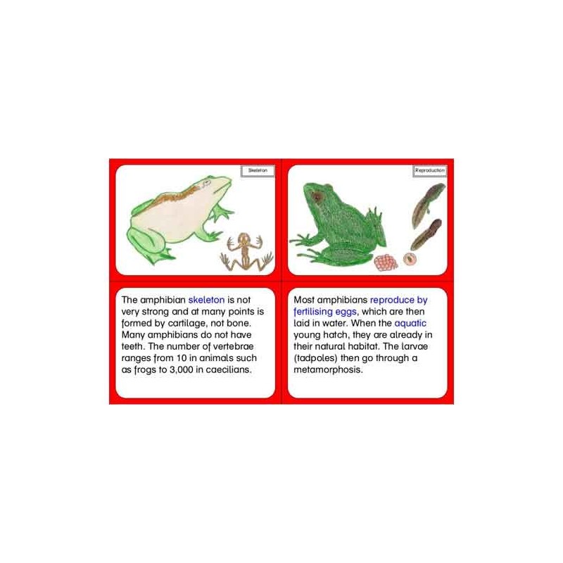 Vertebrates