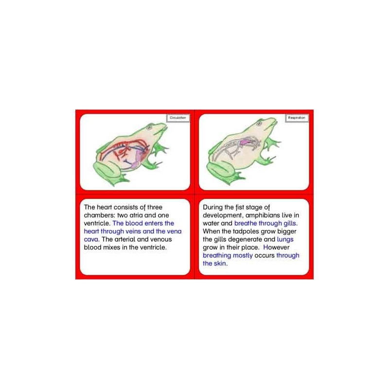 Vertebrates