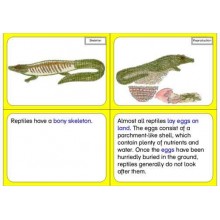 Vertebrates