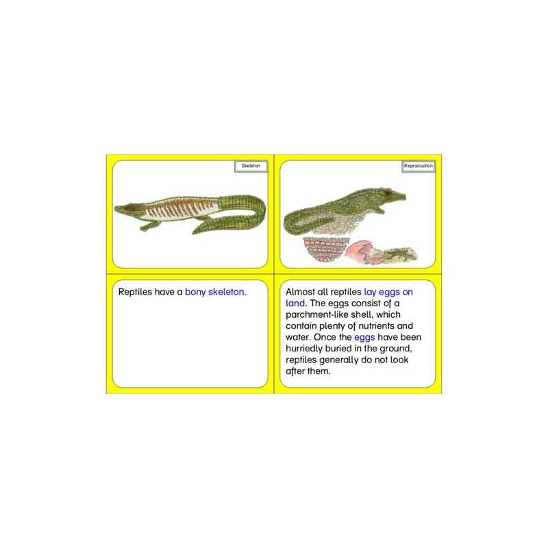 Vertebrates