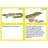 Vertebrates