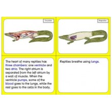 Vertebrates