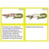 Vertebrates