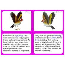 Vertebrates