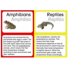 Vertebrates