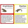 Vertebrates