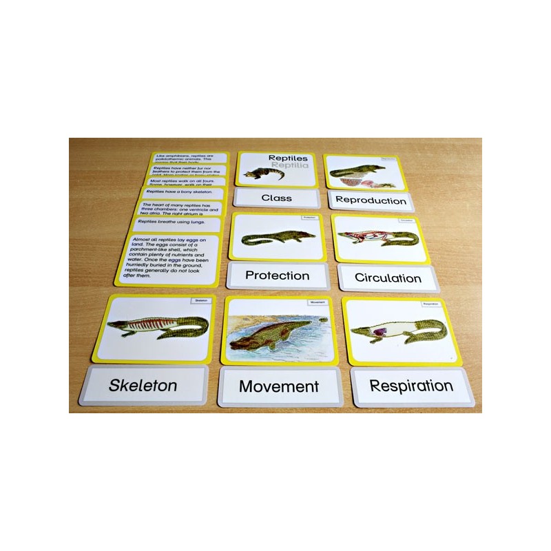 Vertebrates