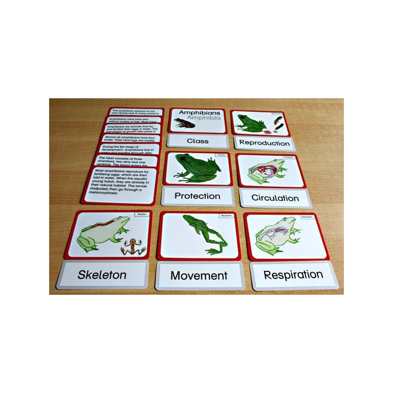 Vertebrates