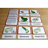 Vertebrates