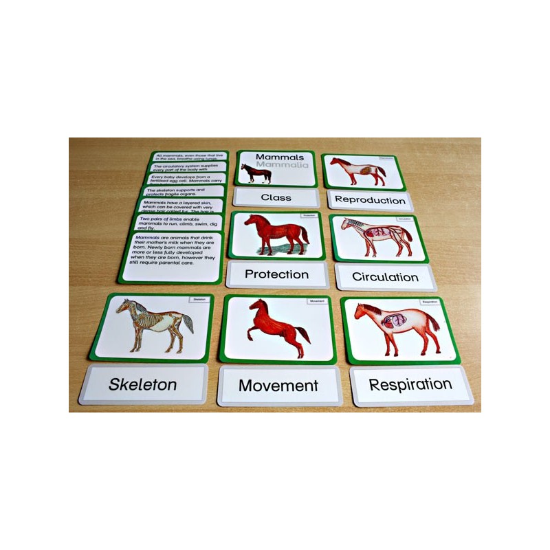 Vertebrates