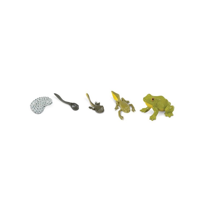 Frog life cycle