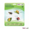 Ladybug life cycle