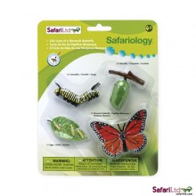 Lebenszyklus Schmetterling Monarchfalter