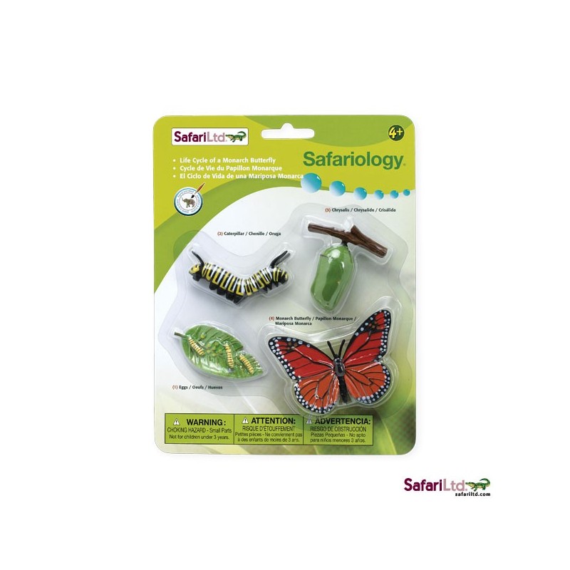 Life cycle butterfly monarch butterfly