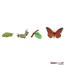 Lebenszyklus Schmetterling Monarchfalter