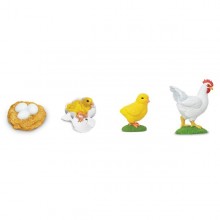 Lebenszyklus Huhn