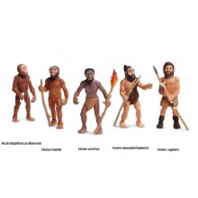 Evolution des Menschen