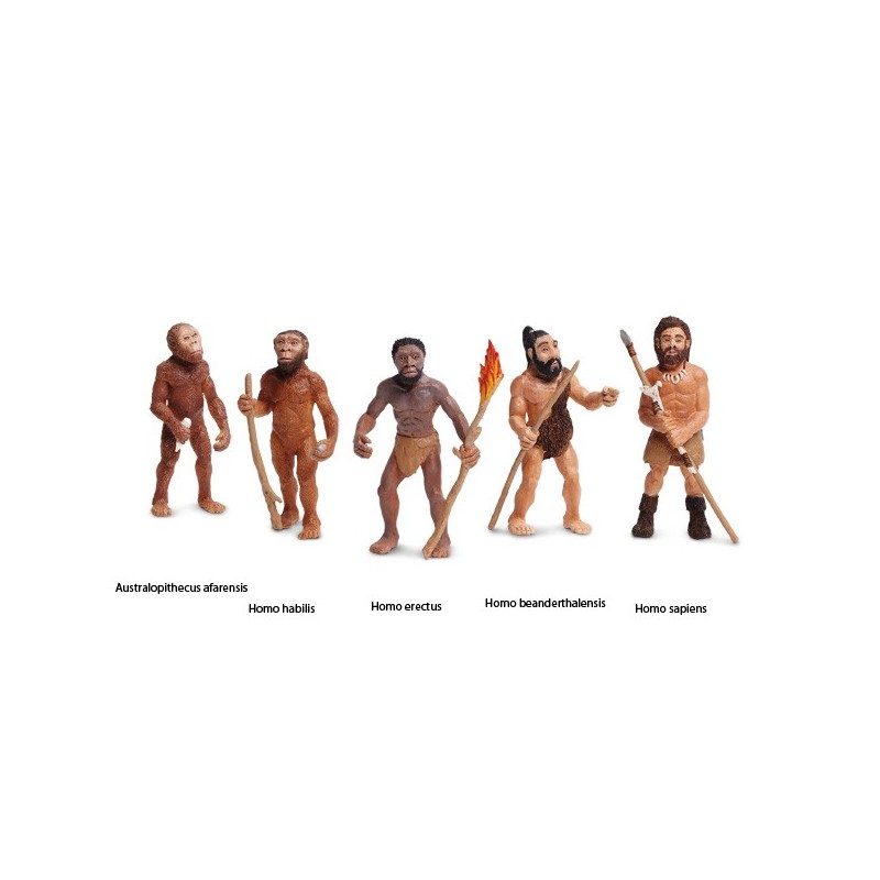Evolution des Menschen