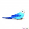 Blue budgie