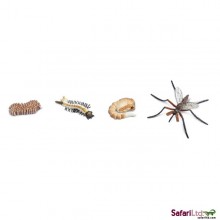 Life cycle mosquito