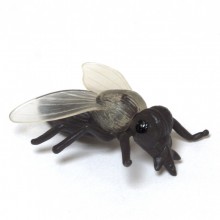 Insekten