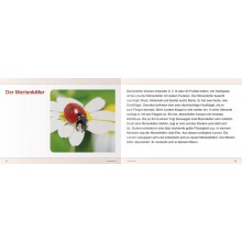 Ich kenne Insekten und Spinnen