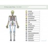 I know my body - the skeleton