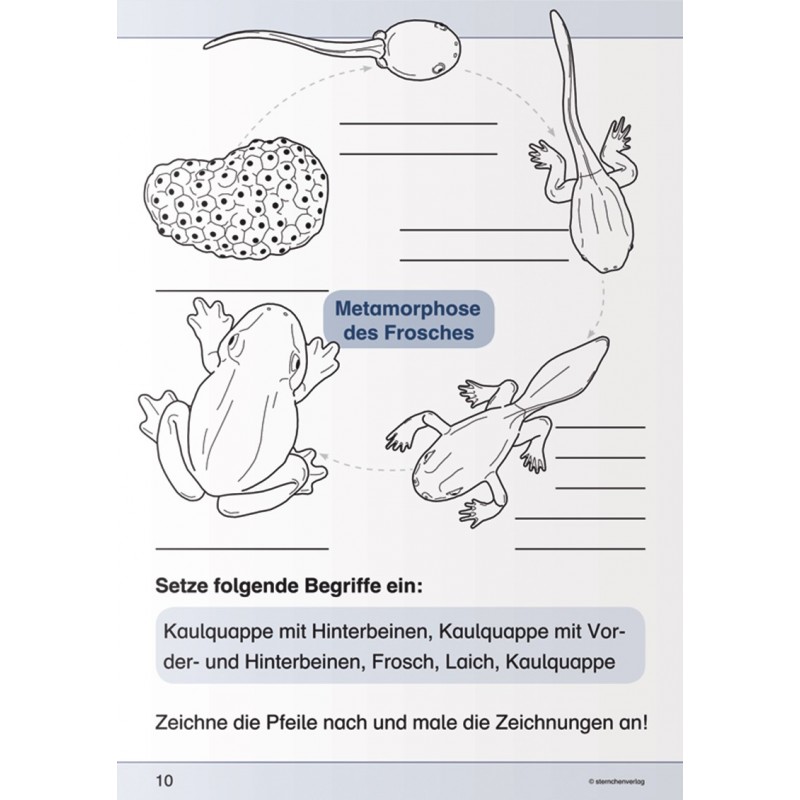 Ich kenne den Frosch
