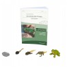 SET Ich kenne den Frosch mit ORIGINAL SAFARI Miniaturen