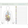 Set of internal organs + board - organs + box