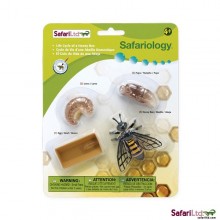 Honeybee life cycle