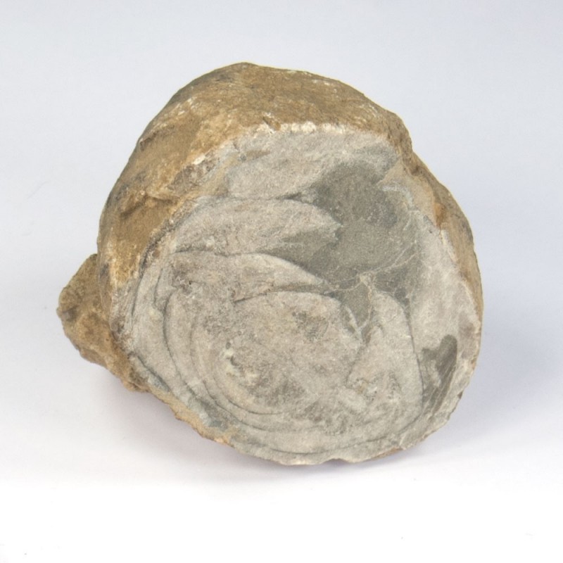 špongia