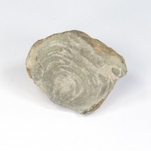 Fossil snail