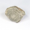 Fossil snail