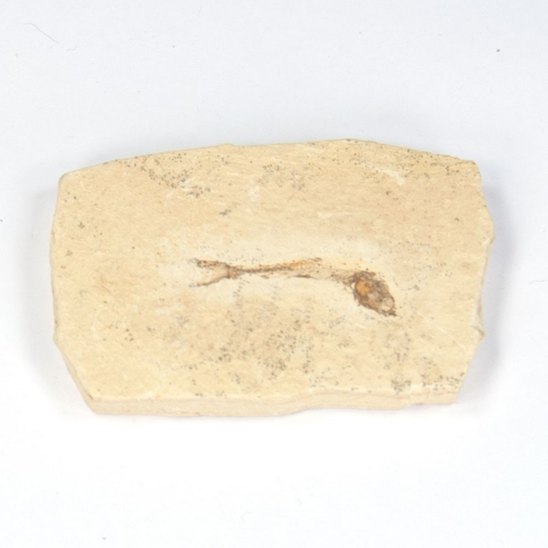 Knochenfischerl
