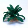 fern