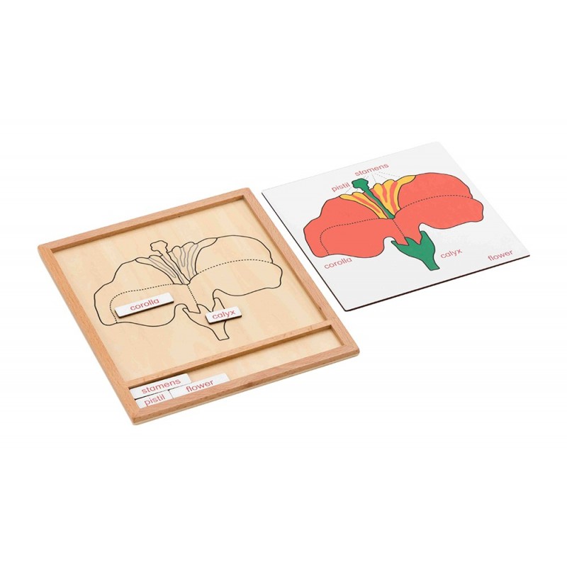 Colored botany puzzle activity set-flower